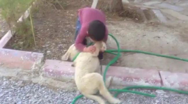 Köpeği ısıran çocuk görenleri gülme krizine soktu