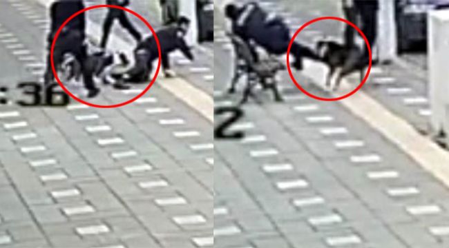 Manisa'da pitbull dehşeti