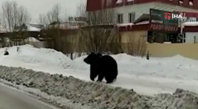 Rusya'da şehre inen ayı paniğe neden oldu