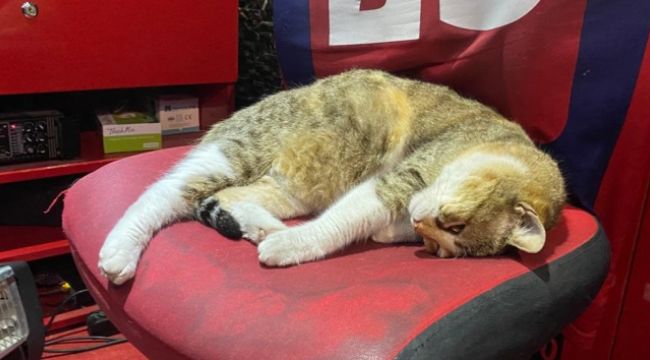 Şiddete maruz kalan sokak kedisi koruma altına alındı