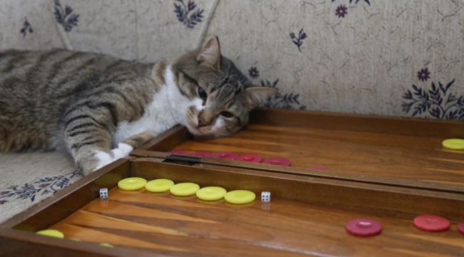 Tavlacı kedi  fenomen oldu
