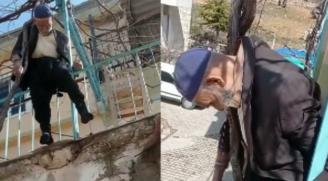 Yaşlı adam çıktığı ağaçta asılı kaldı