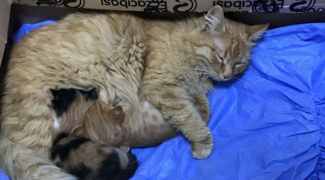 YAVRULARINI DOKTORA GETİREN ANNE KEDİ