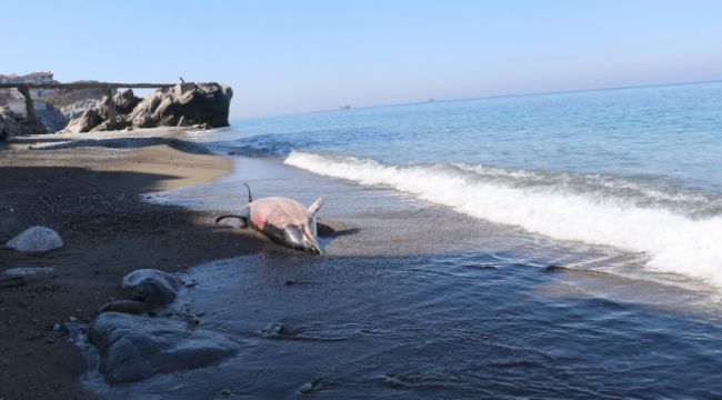 Zonguldak'ta ölü yunus kıyıya vurdu