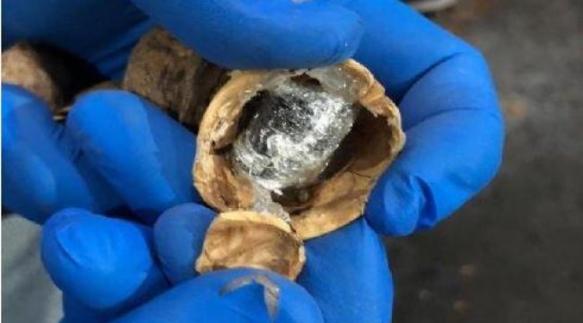 153 kilo afyon sakızını ceviz kabuklarının içine gizlemişler