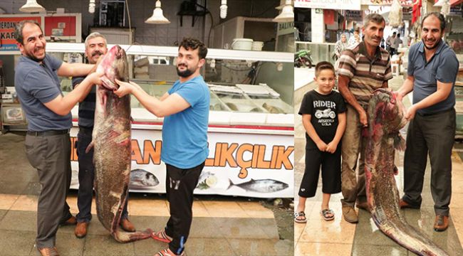2 metrelik dev balık görenleri şaşırttı