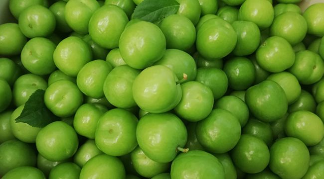 Açıkta erik hasadı başladı, kilosu 30 liraya düştü
