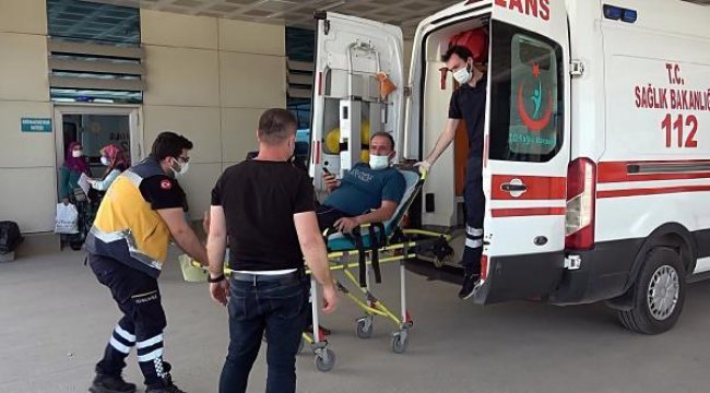 Arılar hastanelik etti