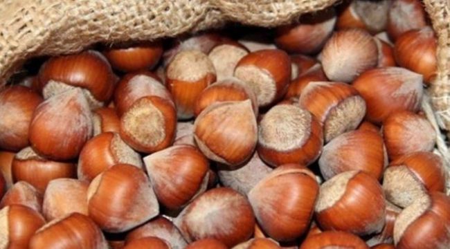 Fındıkta 30 lira beklentisi