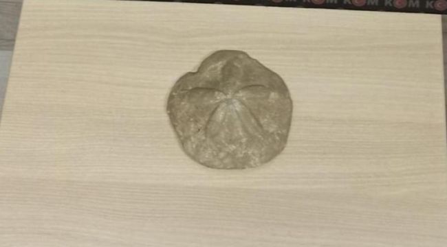 Milyonlarca yıllık deniz yıldızı fosili ele geçirildi