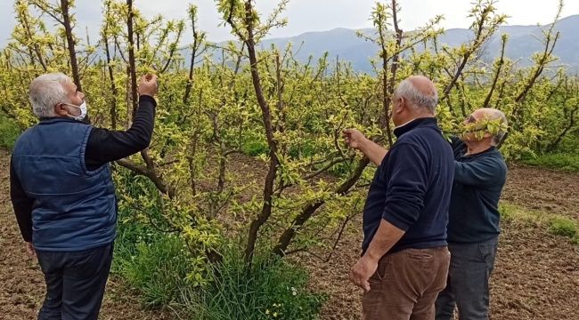 Ödemiş'te erken çiçek açan eriği soğuklar vurdu