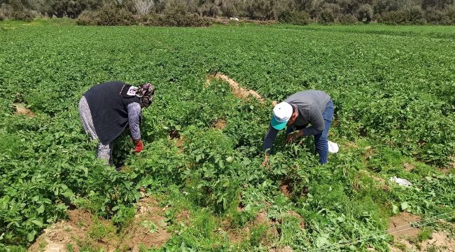Örtü altına alınmayan patatesi don vurdu 