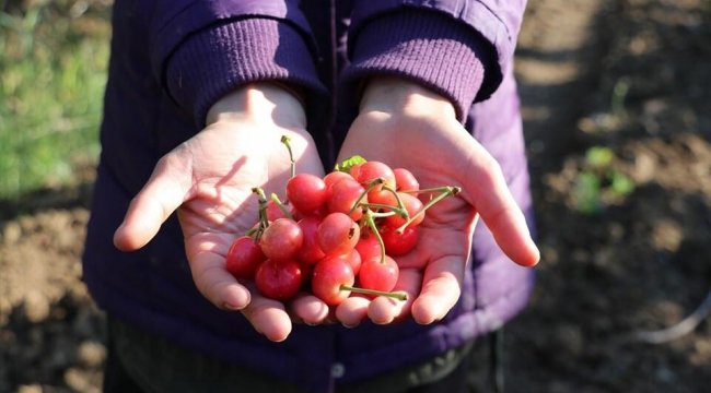Sezonun ilk kirazı Manisa'da hasat edildi