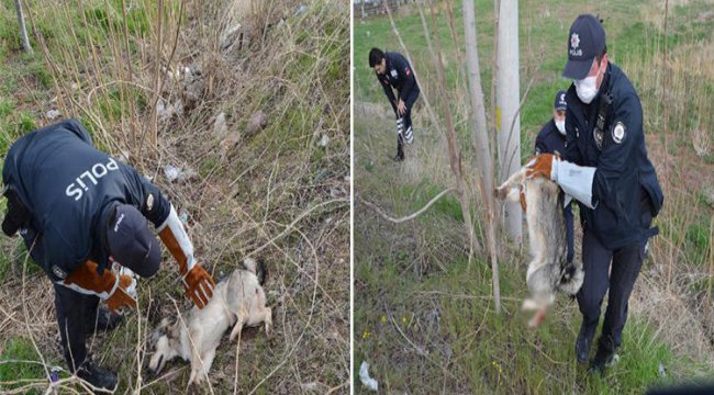 Yaralı köpeği veterinere 'HAYDİ' polisleri yetiştirdi