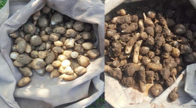 Yasaklı salep soğanı toplayan 3 kişiye 724 bin tl ceza kesildi