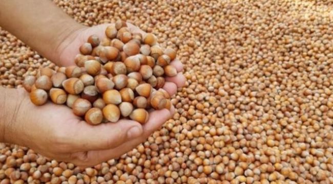 AB ÜLKELERİNE BİN 84 TON FINDIK İHRAÇ EDİLDİ