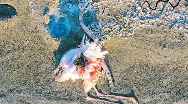 Ankara'da flamingo avı