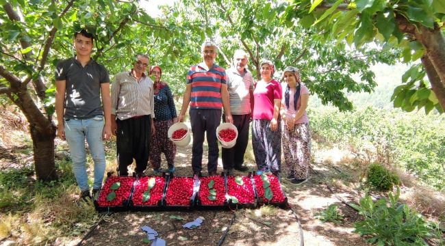 Antalya'da buruk erkenci kiraz hasadı