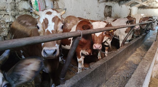 ARABA FİYATINA KURBANLIKLAR SATIŞTA