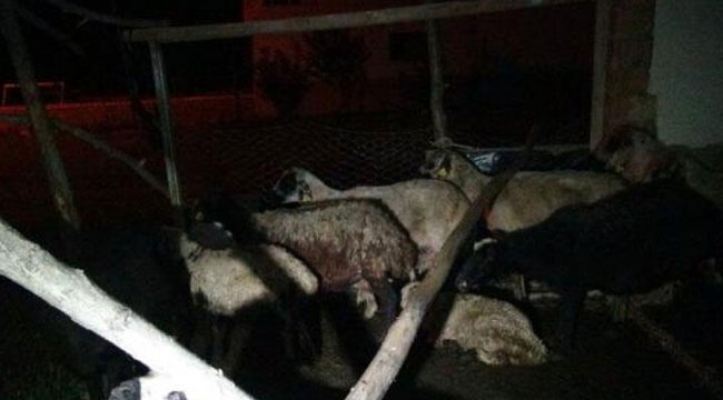 Başıboş köpekler 12 koyunu öldürdü 2'sini yaraladı