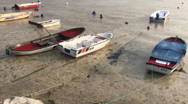 Beyaza bürünen körfezde balıklar tek tek ölmeye başladı