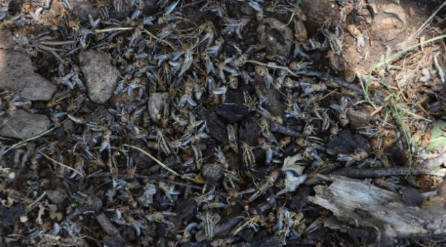 Bitlis'te çekirge istilası korkusu