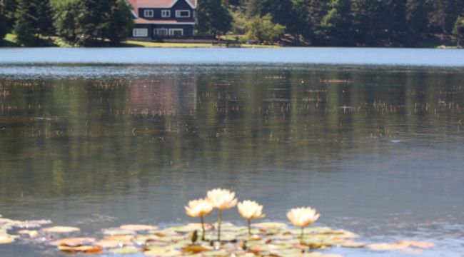 Bolu&#039;da, tabiat parklarındaki nilüferleri koparanlara 160 bin lira ceza