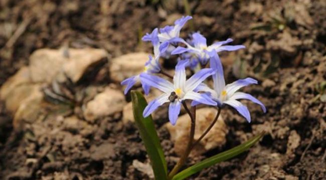 Denizli'de yeni endemik sümbül türü bulundu