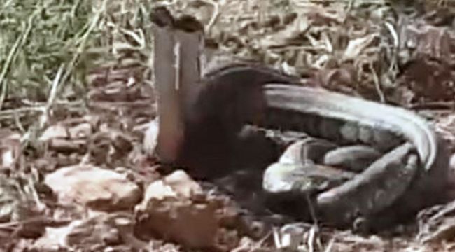Dünya'nın en zehirli yılanları Şanlıurfa'da görüldü