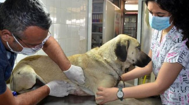Evin önünde bağlı köpeğe silahlı saldırının 2 şüphelisi yakalandı
