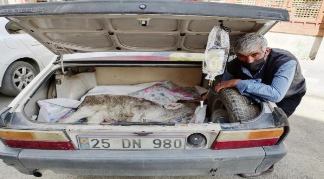 Hastalanan buzağısını otomobilin bagajında veterinere götürdü