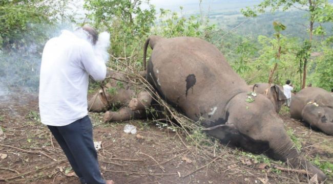 Hindistan'da yıldırım düşmesinin ardından 18 fil ölü bulundu