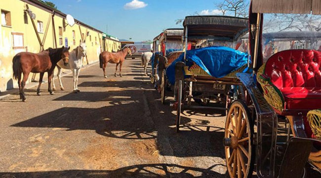 İBB'den Adalar'ın atlarıyla ilgili açıklama: 224'ü öldü