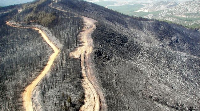 İzmir ve Manisa’da küle dönen ormanlık alanlar artık yemyeşil