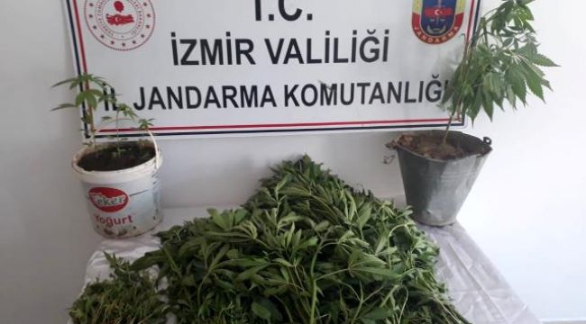 JANDARMADAN ZEHİR TACİRLERİNE BASKIN