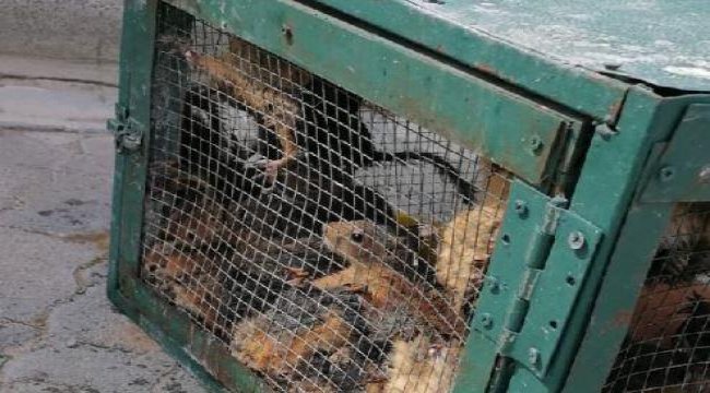 Kafes ve kutuda bulunan 30 sincabın sahibine ceza