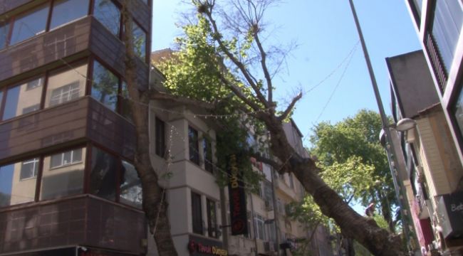 Kartal'da asırlık ağaç iş yerinin çatısına devrildi