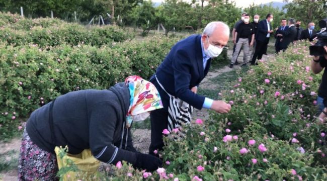 Kılıçdaroğlu, emekçilerle birlikte gül topladı