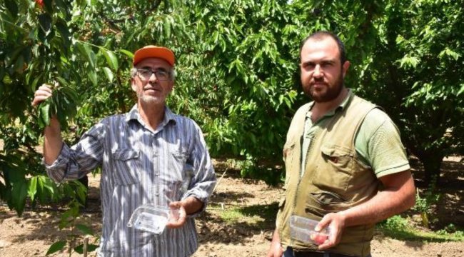 'KİRAZIN BAŞKENTİ' KEMALPAŞA'DA, REKOLTEYİ DON VURDU