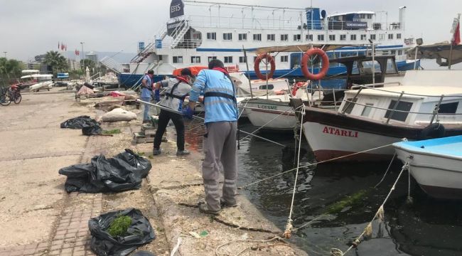 KÖRFEZDEKİ DENİZ MARULLARI TEMİZLENİYOR