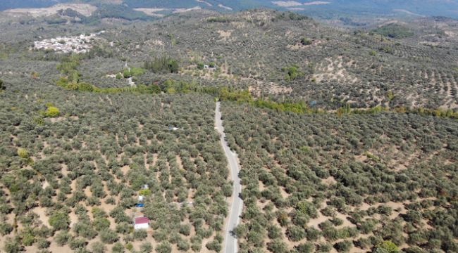 Kuraklık ve sıcaklıklar zeytin rekoltesini olumsuz etkileyebilir
