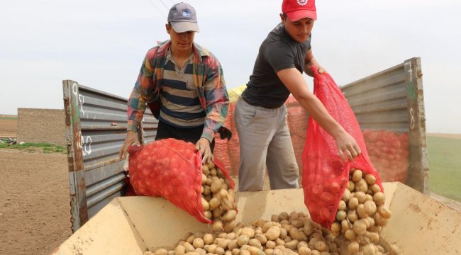 Niğde'de patates ekimi başladı
