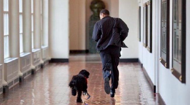 Obama en yakın dostu 'Bo'yu kaybetti