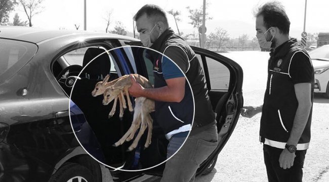 'Pes' dedirten olay! 2 ceylan yavrusu ele geçirildi