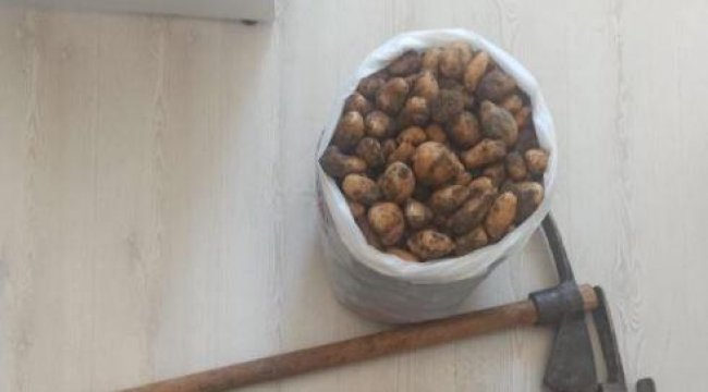 Salep soğanı toplayan 5 kişiye 419 bin lira ceza