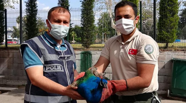 Tavus kuşu çalan 2 şüpheli yakalandı