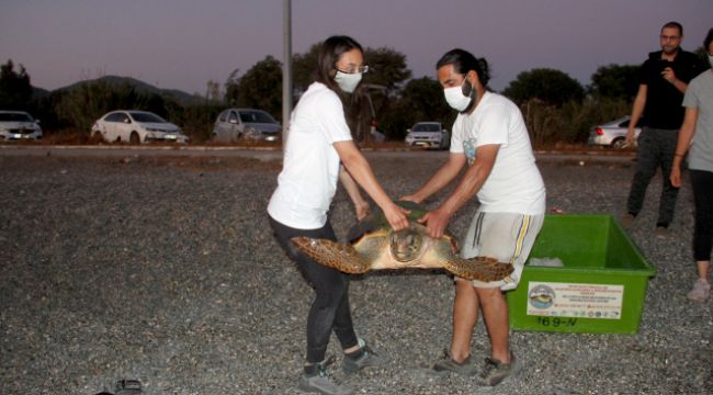 TEDAVİSİ TAMAMLANAN CARETTA CARETTA DENİZE BIRAKILDI
