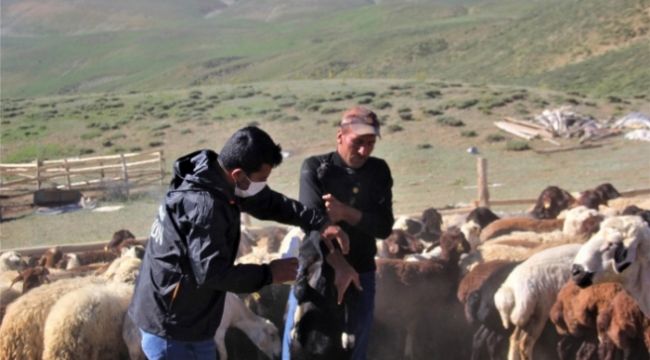 2 bin 300 rakımlı yaylalarda kene ile mücadele