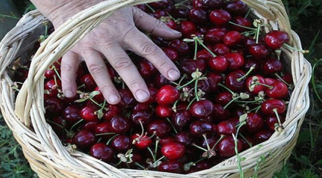 Amasya'da kiraz hasadı başladı