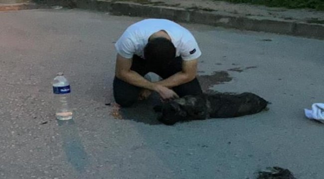 Araç çarpmasıyla yaralanan köpeğine sarılarak ağladı